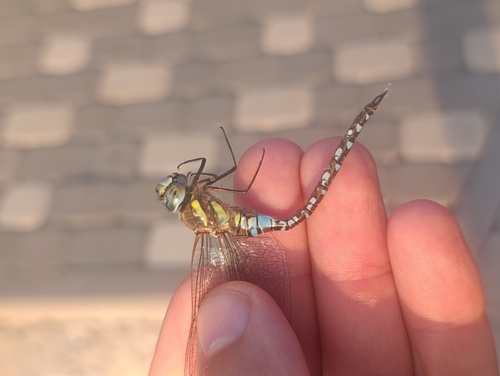 Migrant Hawker