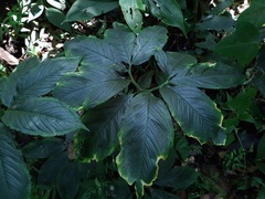 Arisaema macrospathum
