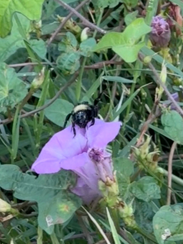 American Bumble Bee