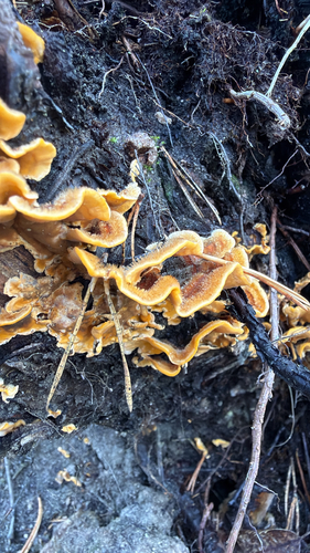 hairy curtain crust