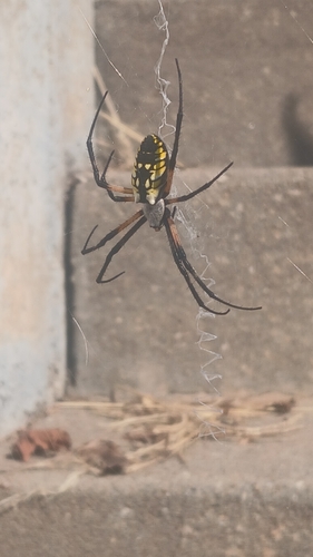 Yellow Garden Spider