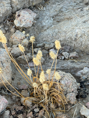 Plantago ovata
