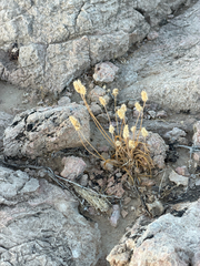 Plantago ovata, photograph (c) CK2AZ, some rights reserved (CC BY)