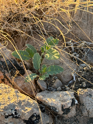 Allionia incarnata, photograph 3