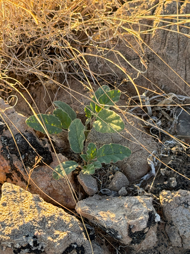 Allionia incarnata, photograph 2