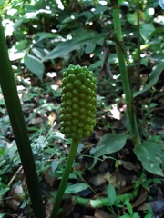 Arisaema macrospathum