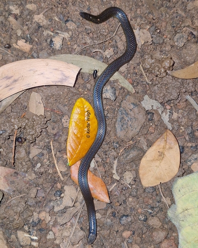 Photo of a Jerdon’s Shieldtail Snake (Uropeltis jerdoni)