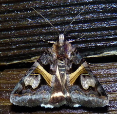 Drasteria grandirena