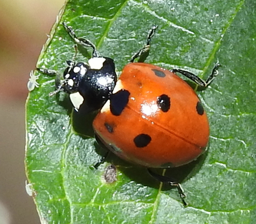 Seven-spotted Lady Beetle