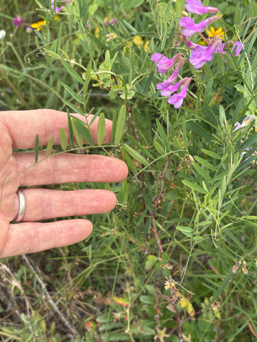 Vicia americana, photograph 2