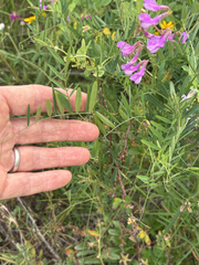 author not stated, no rights reserved Vicia americana, photograph author not stated, no rights reserved