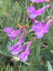 Vicia americana