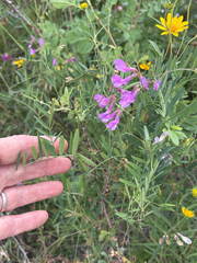 author not stated, no rights reserved Vicia americana, photograph author not stated, no rights reserved