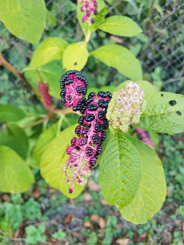 Indian Pokeweed