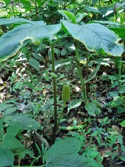 Arisaema macrospathum