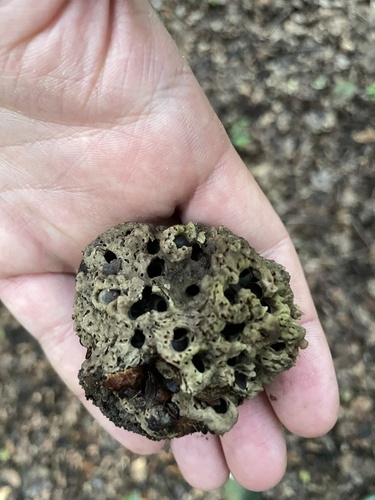 Oak Apple Gall Wasp