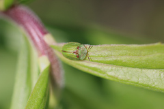 Cassida stigmatica