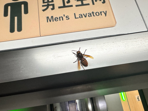 Bingham's Hornet
