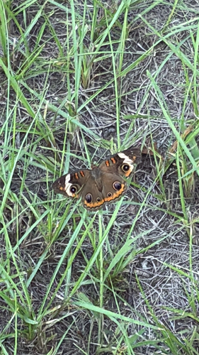 Common Buckeye