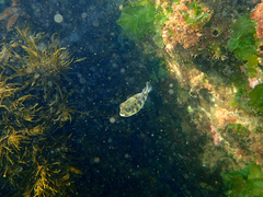 Contusus brevicaudus