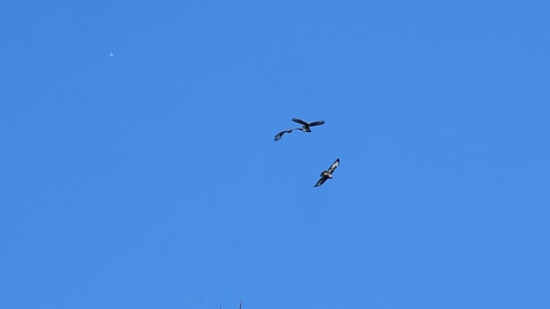 Common Buzzard