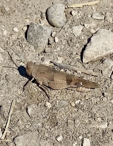 Blue-winged Grasshopper
