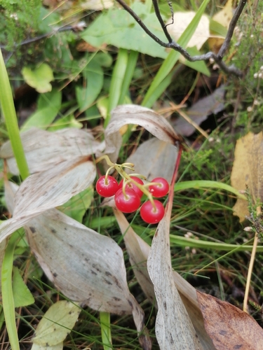 European lily of the valley