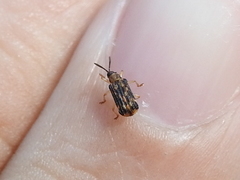 Sumitrosis inaequalis