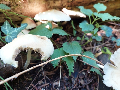 Pale Brittlestem
