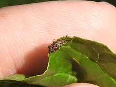 Sumitrosis inaequalis