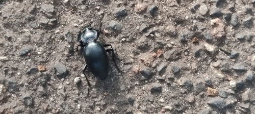 smooth ground beetle