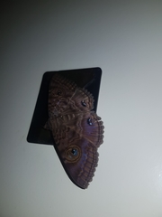 Speiredonia spectans