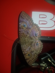 Speiredonia spectans