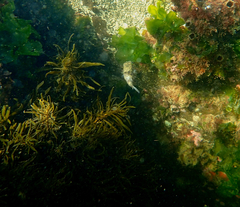 Contusus brevicaudus