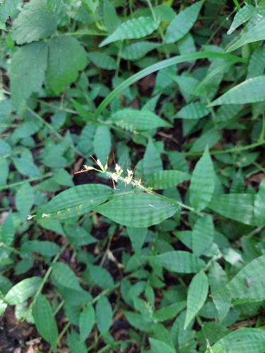 wavyleaf basketgrass