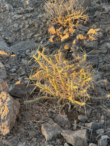 Cylindropuntia ramosissima, photograph 6