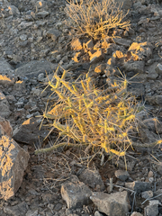 Cylindropuntia ramosissima, photograph (c) CK2AZ, some rights reserved (CC BY)