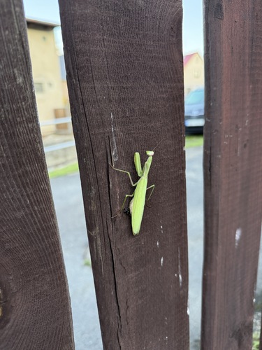 European Mantis