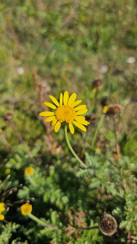 Golden marguerite