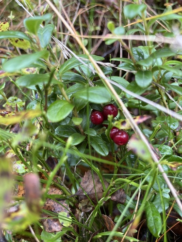Lingonberry