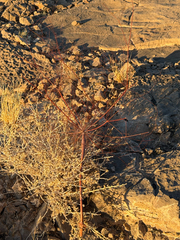 (c) CK2AZ, some rights reserved (CC BY) Eriogonum inflatum, photograph (c) CK2AZ, some rights reserved (CC BY)