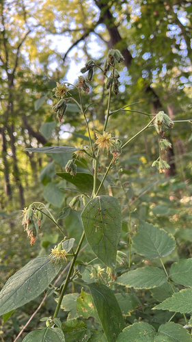nodding rattlesnake root