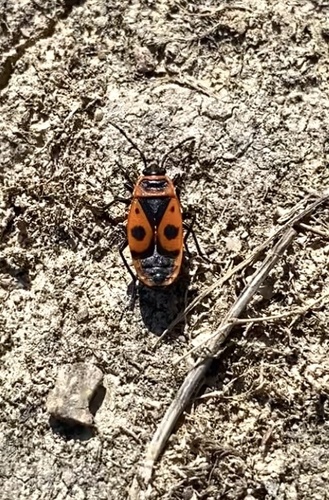 European Firebug