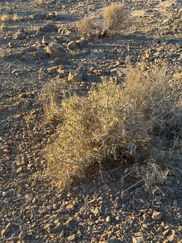 Cylindropuntia ramosissima, photograph 5
