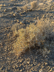 (c) CK2AZ, some rights reserved (CC BY) Cylindropuntia ramosissima, photograph (c) CK2AZ, some rights reserved (CC BY)