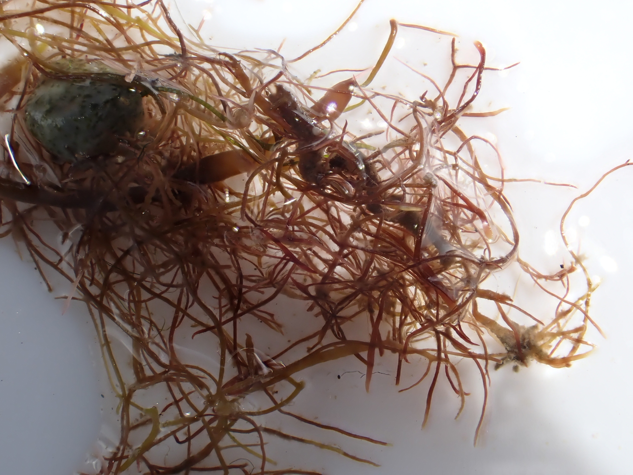 Gelidium pusillum