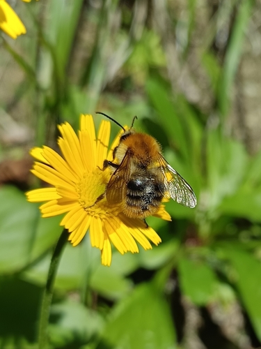 Common Carder Bumble Bee