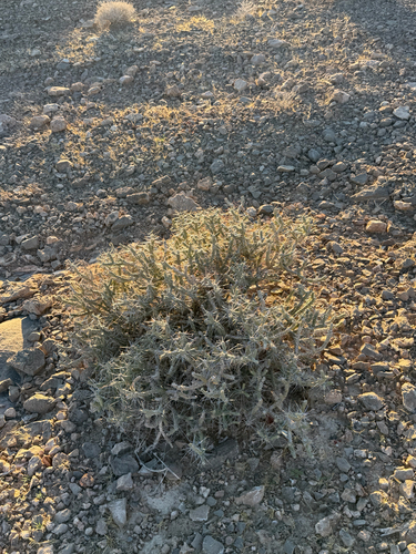 Cylindropuntia ramosissima, photograph 4