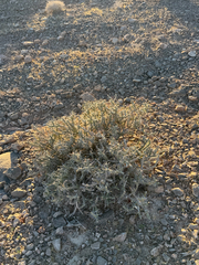 (c) CK2AZ, some rights reserved (CC BY) Cylindropuntia ramosissima, photograph (c) CK2AZ, some rights reserved (CC BY)
