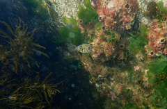 Contusus brevicaudus